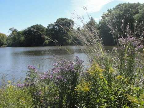 Wild flowers and native grasses in front of large pond or lake