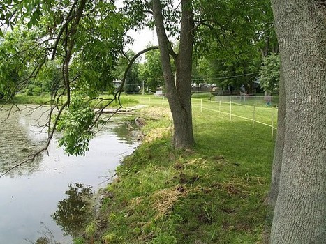 Pond with trees along shore and fence to the left of pond